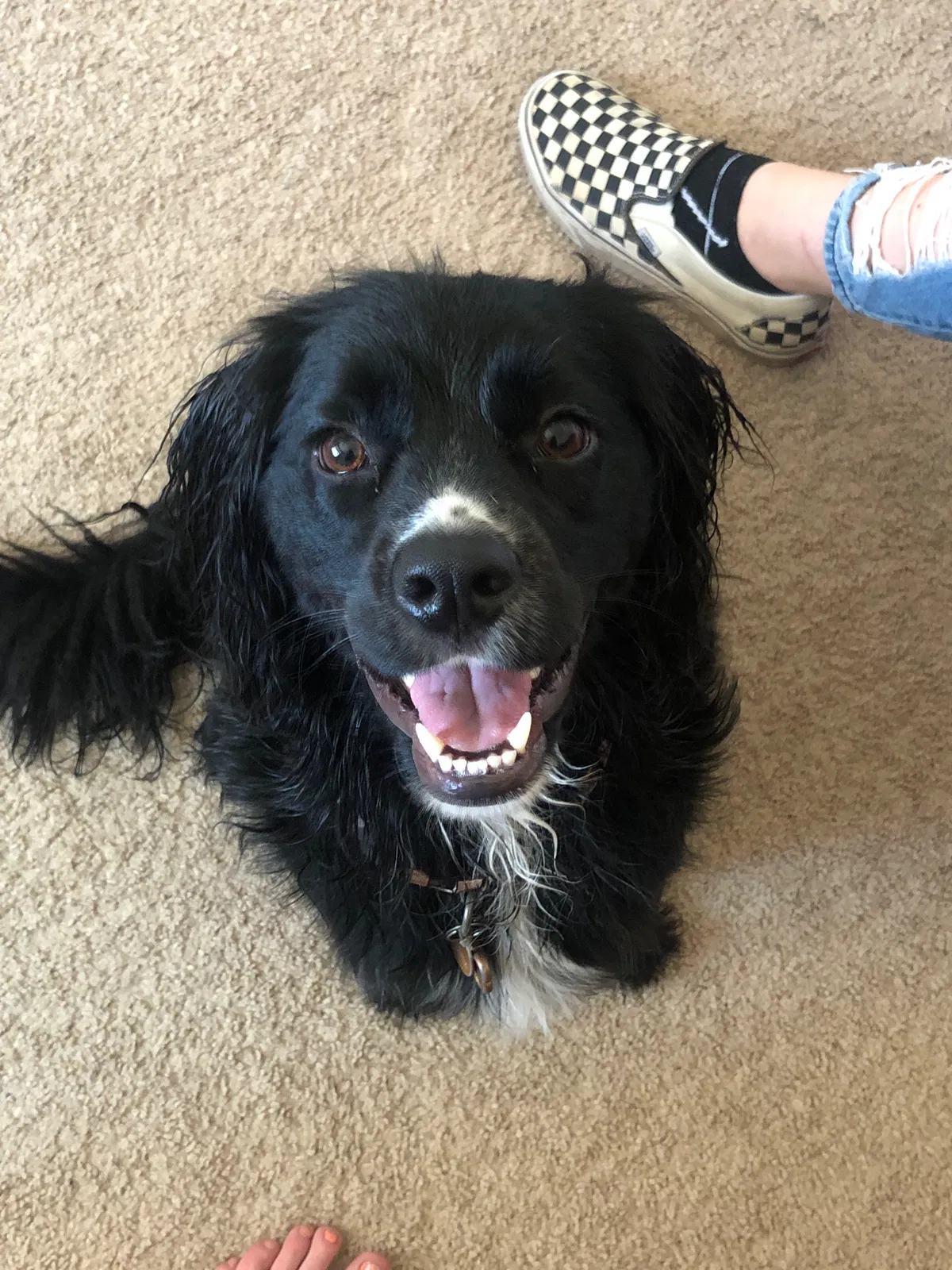 Lost dog in Antioch, CA, 94531