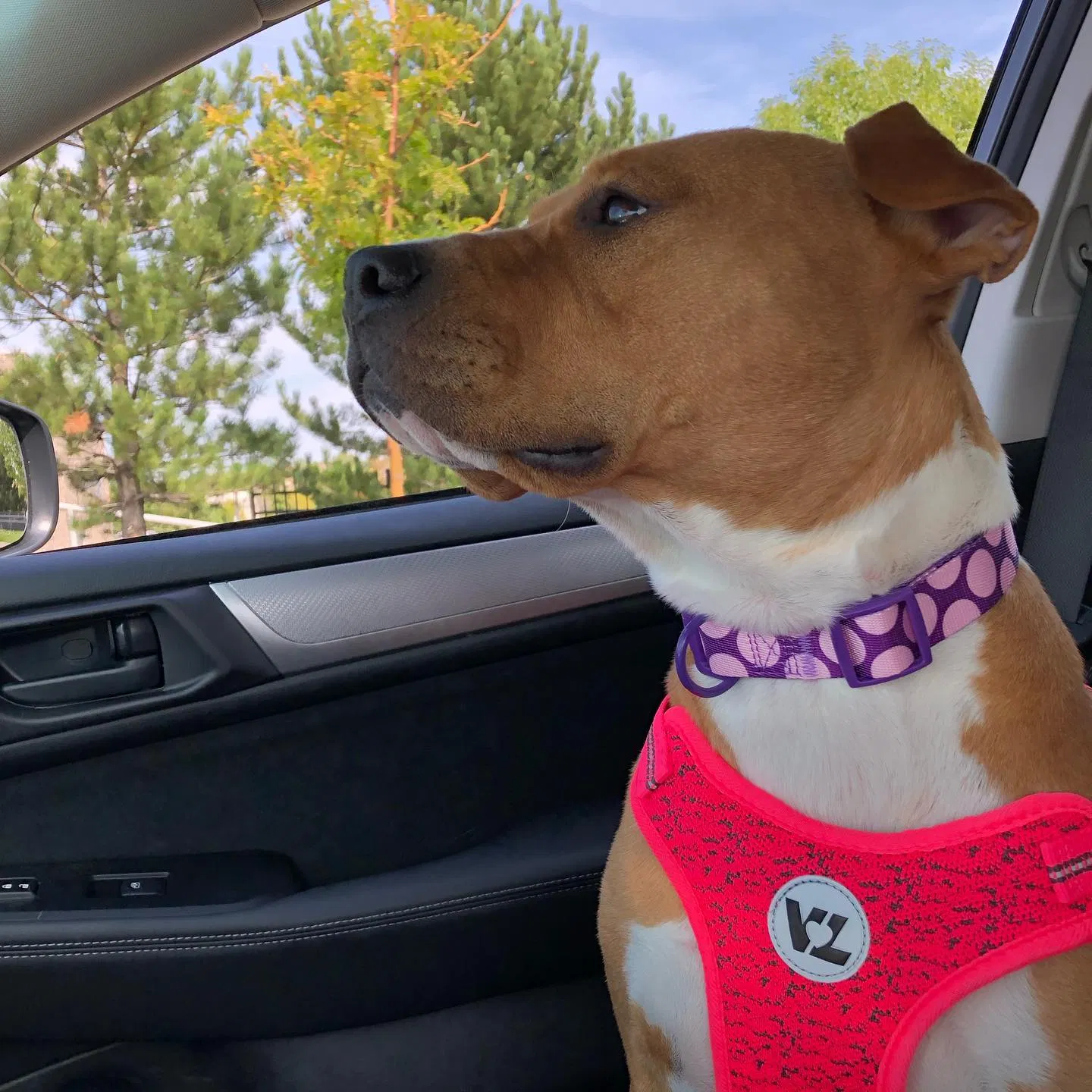 Lost dog in Littleton, CO, 80129