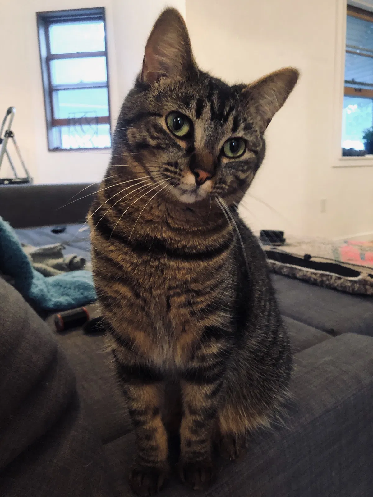 Lost cat in Minneapolis, MN, 55418