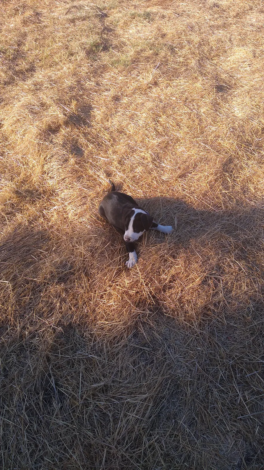 Lost dog in Sacramento, CA, 95820
