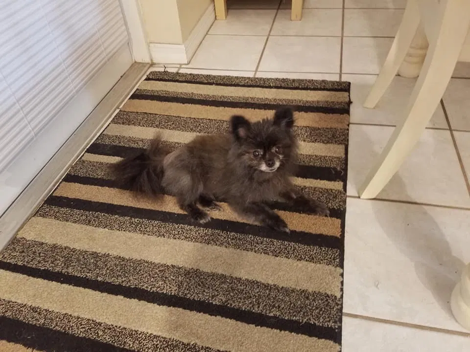 Lost dog in Metairie, LA, 70005