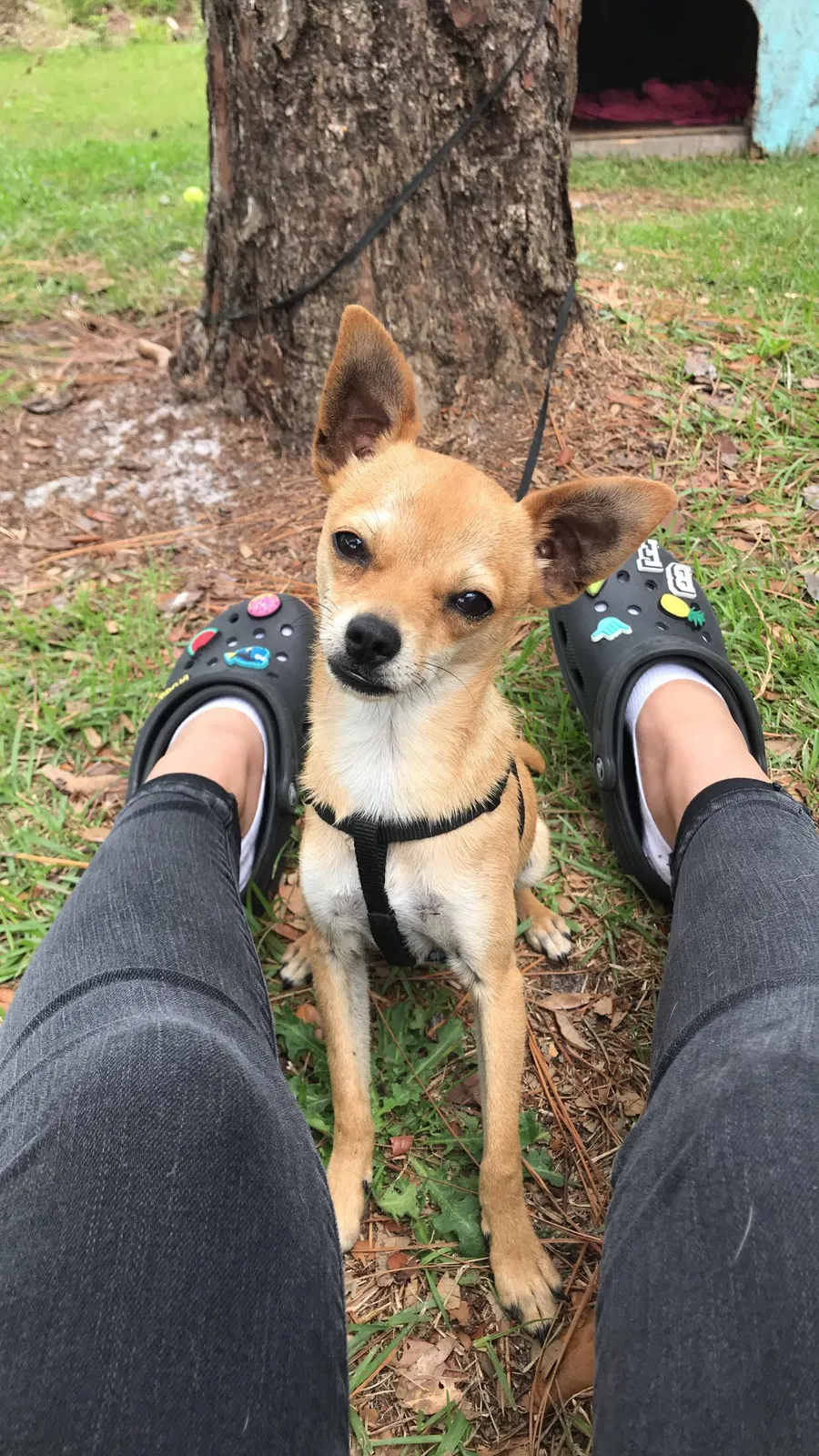 Lost dog in Ocean Isle Beach, NC, 28469