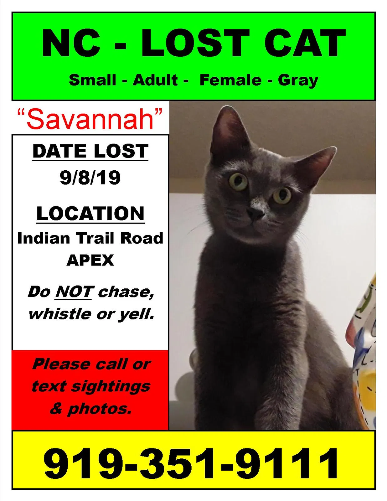 Lost cat in Huntington, WV, 25729