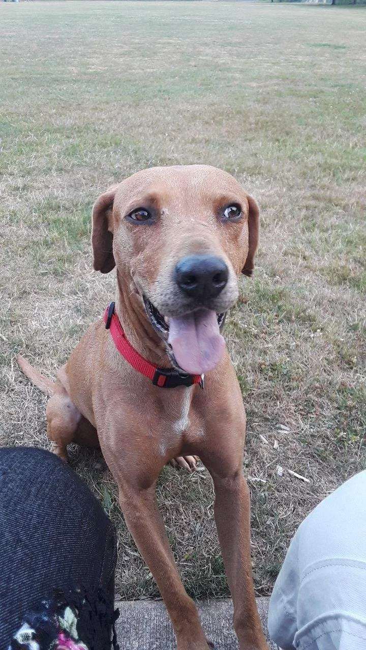 Lost dog in Happy Valley, OR, 97086