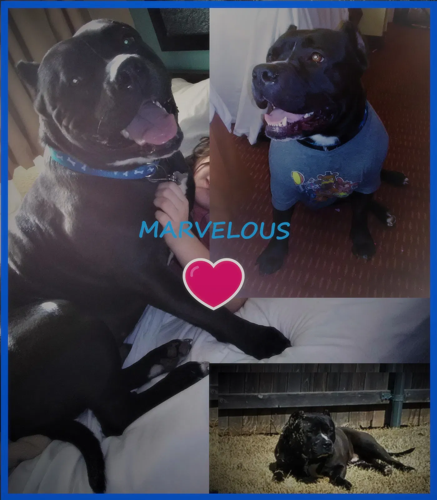 Lost dog in Oklahoma City, OK, 73115