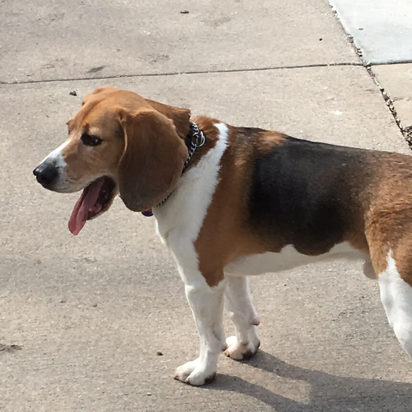 Lost dog in Toledo, OH, 43604