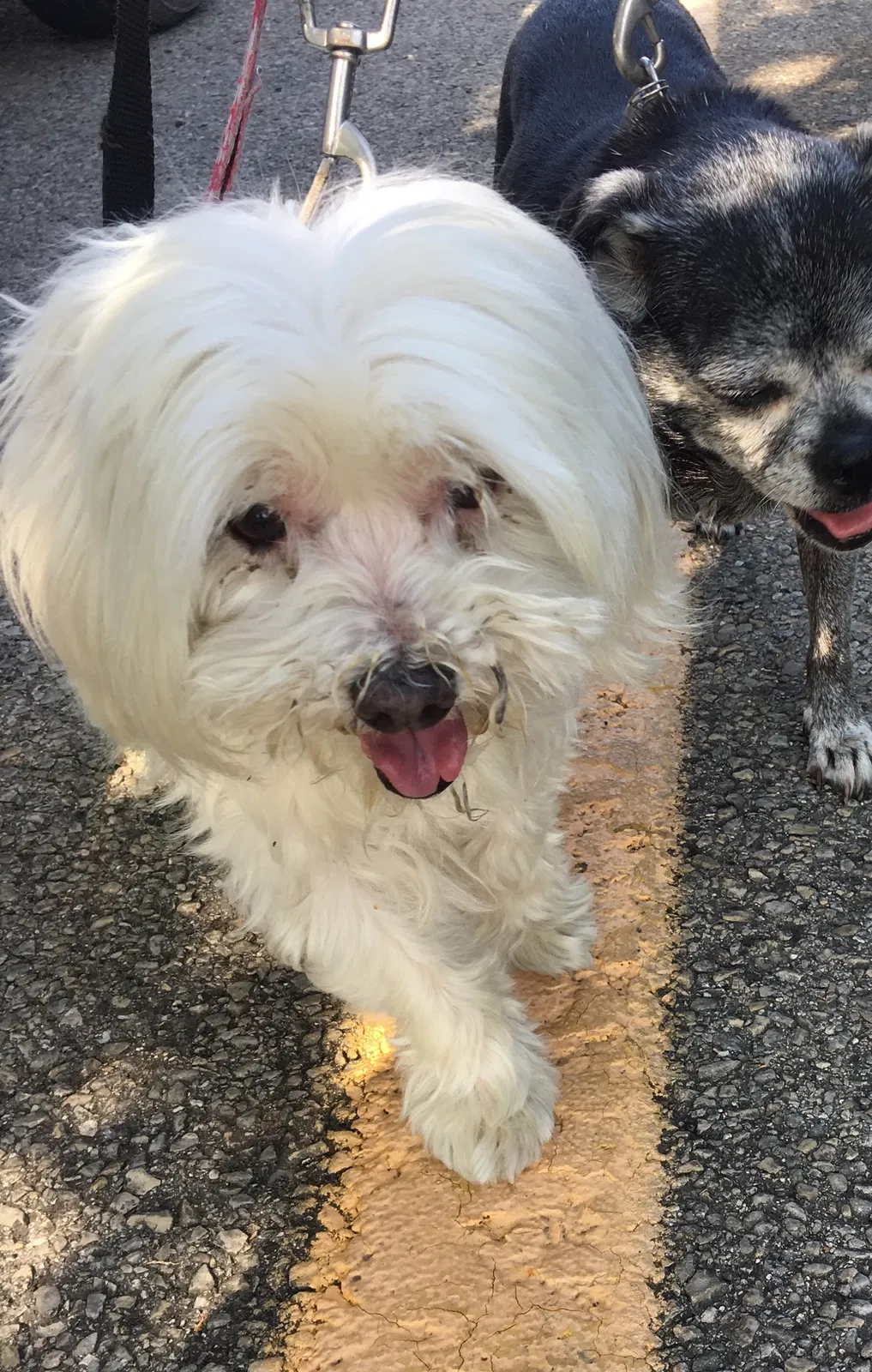 Lost dog in North Wilkesboro, NC, 28659