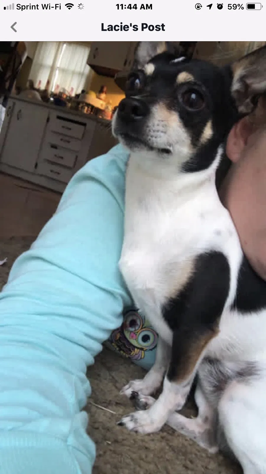 Lost dog in Shelbyville, TN, 37160