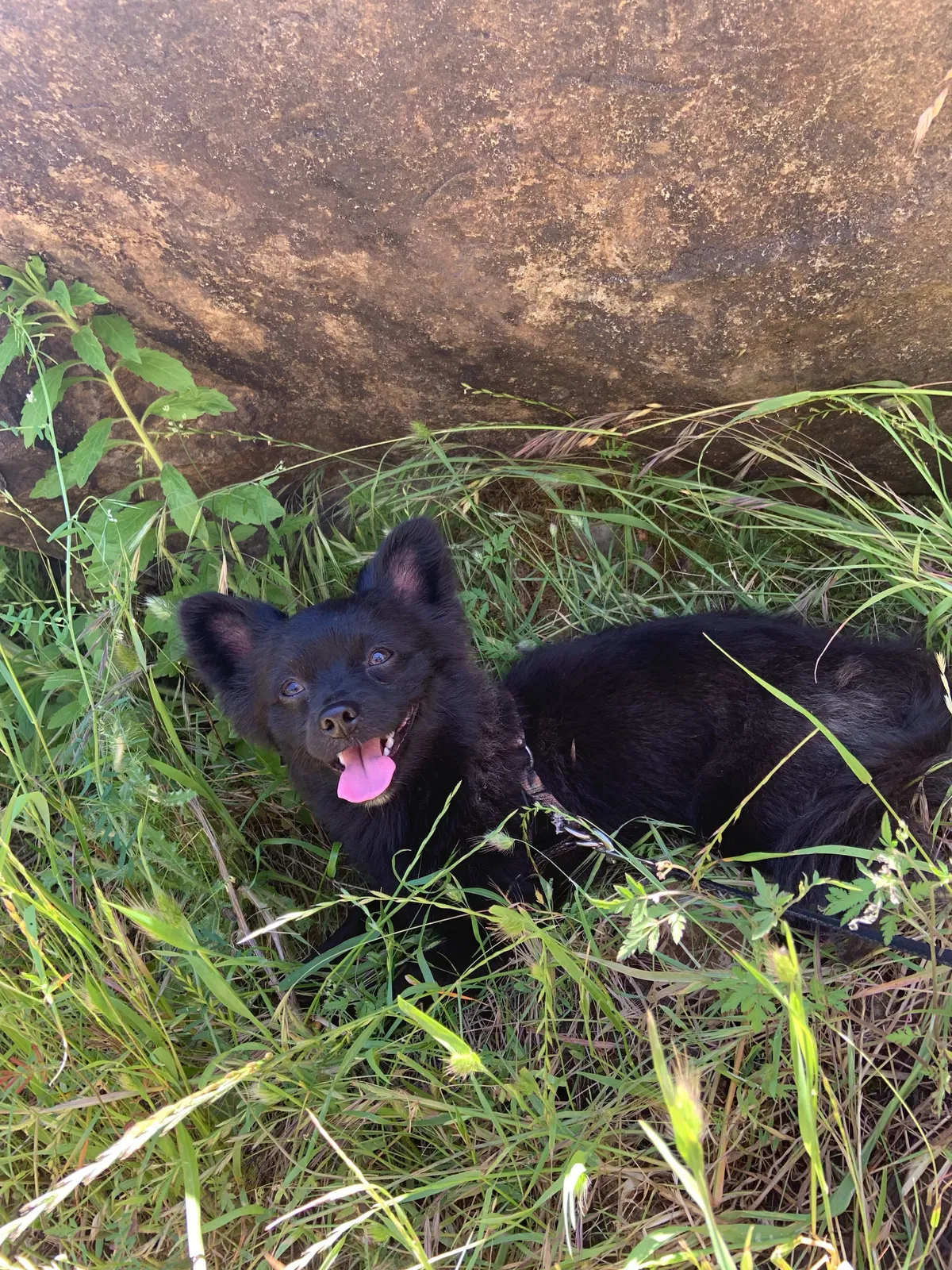 Lost dog in Sacramento, CA, 95822