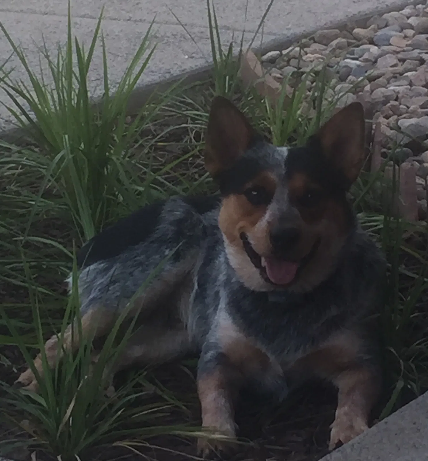 Lost dog in Attica, KS, 67009
