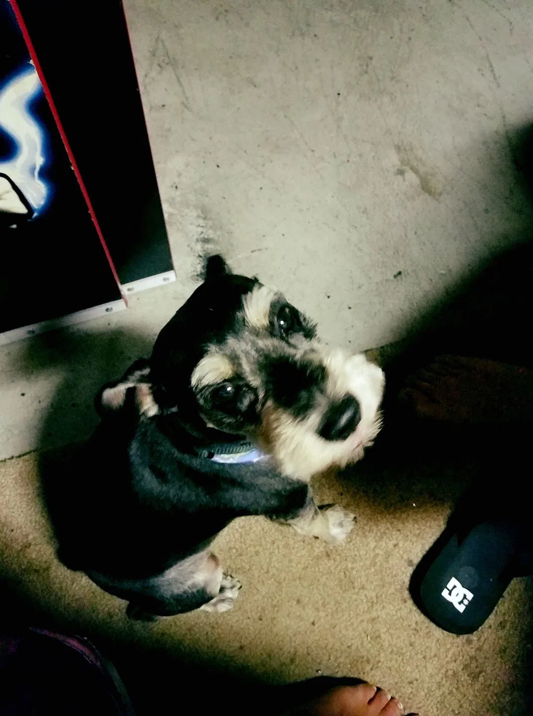 Lost dog in Wichita, KS, 67218
