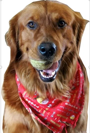 Lost dog in Long Beach, CA, 90813