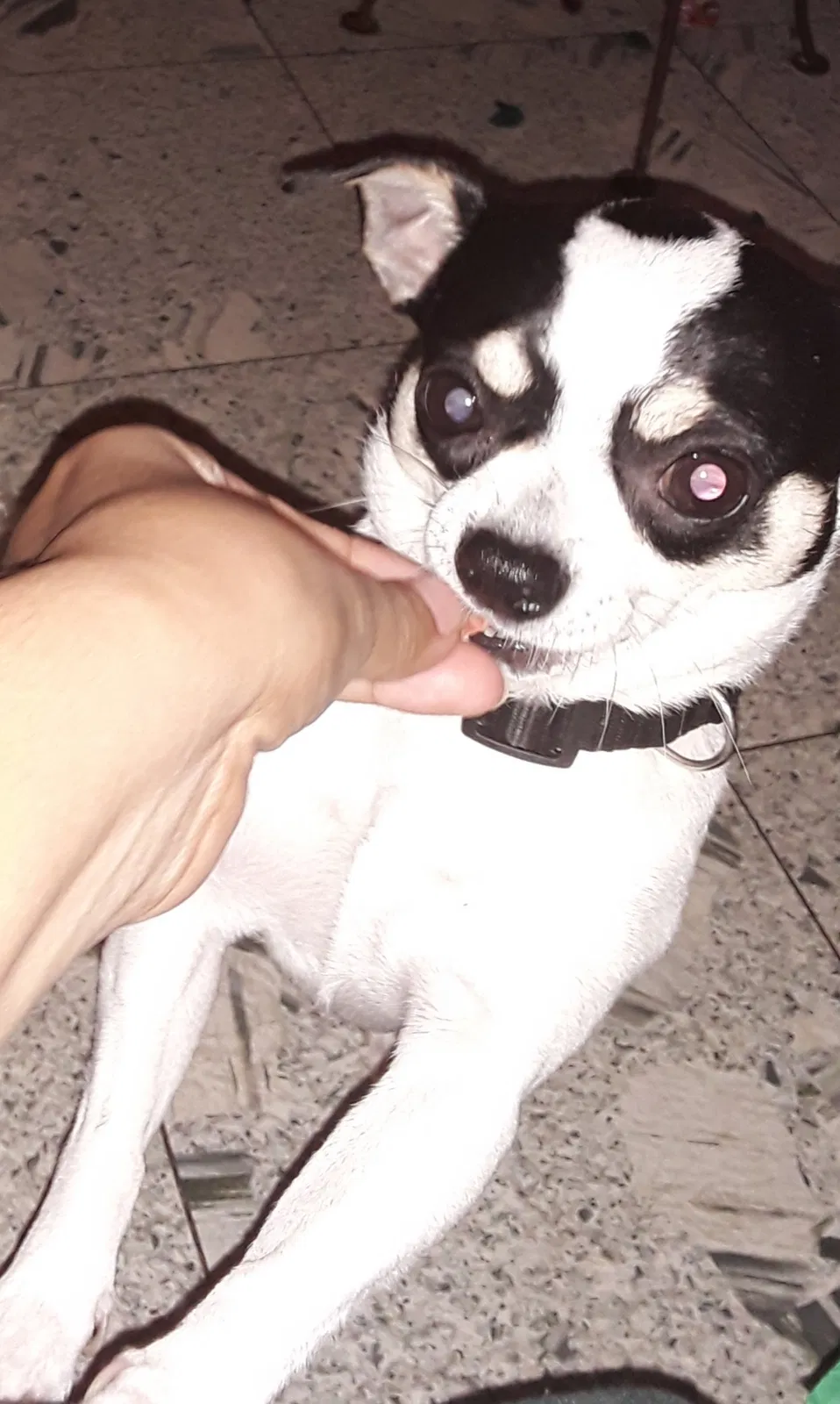 Lost dog in Phoenix, AZ, 85035