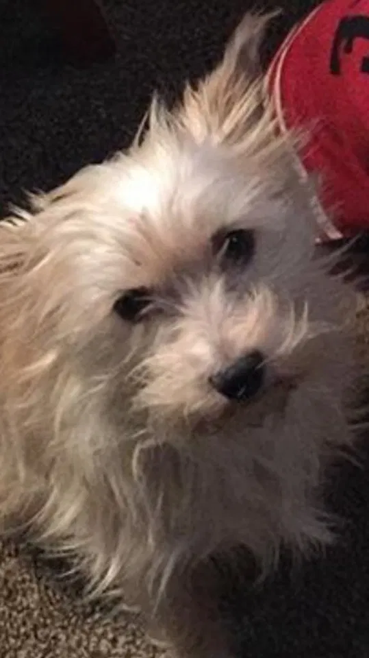 Lost dog in Pulaski, VA, 24301