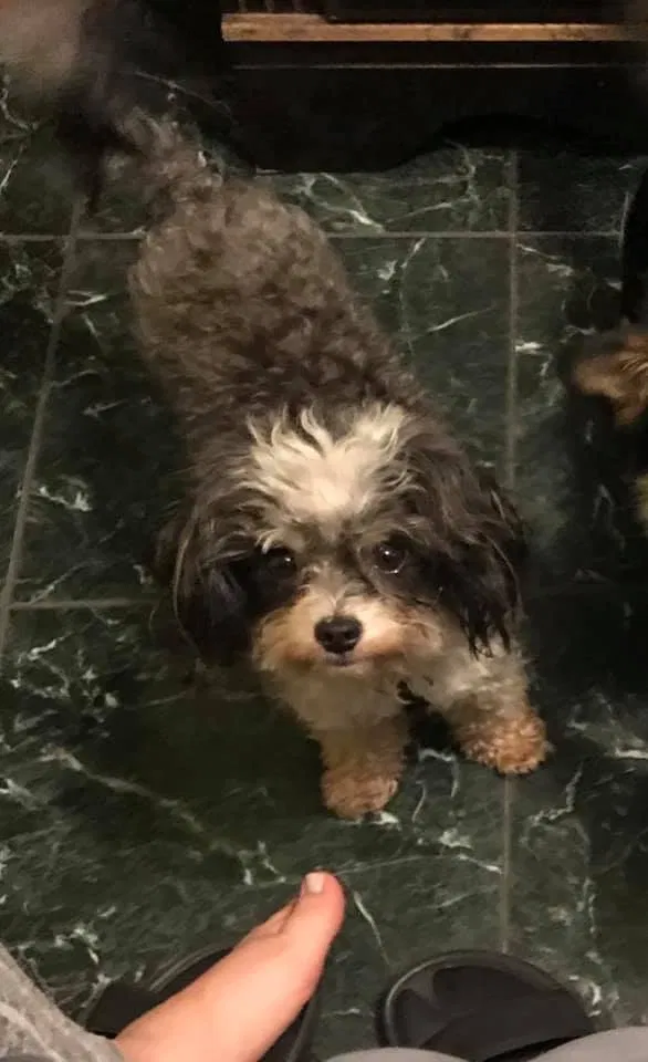 Lost dog in Crescent City, FL, 32112