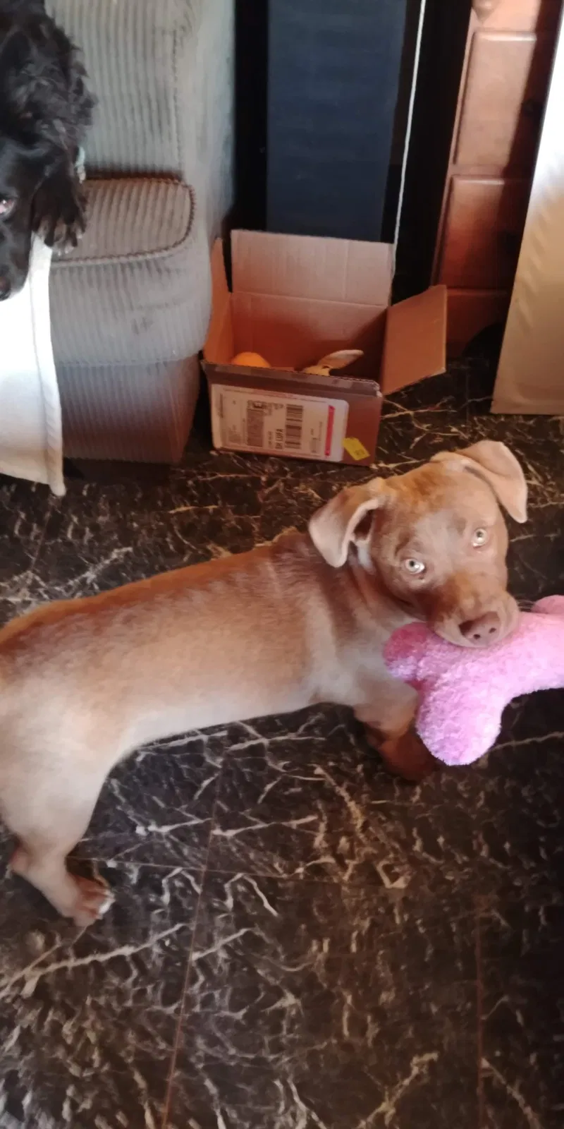 Lost dog in Unknown, AZ, 0