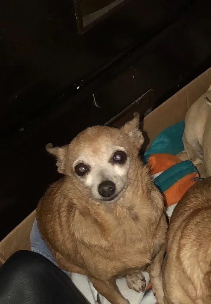 Lost dog in Homestead, FL, 33033