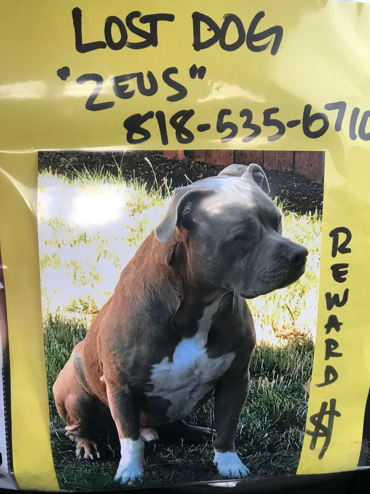 Lost dog in Olympia, WA, 98502