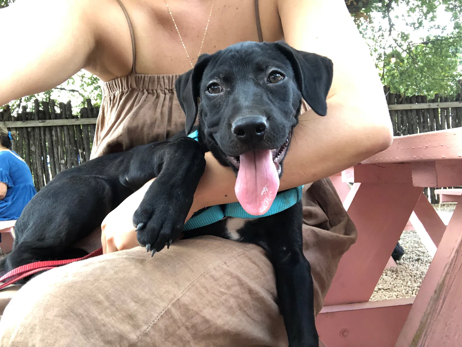 Lost dog in Austin, TX, 78745