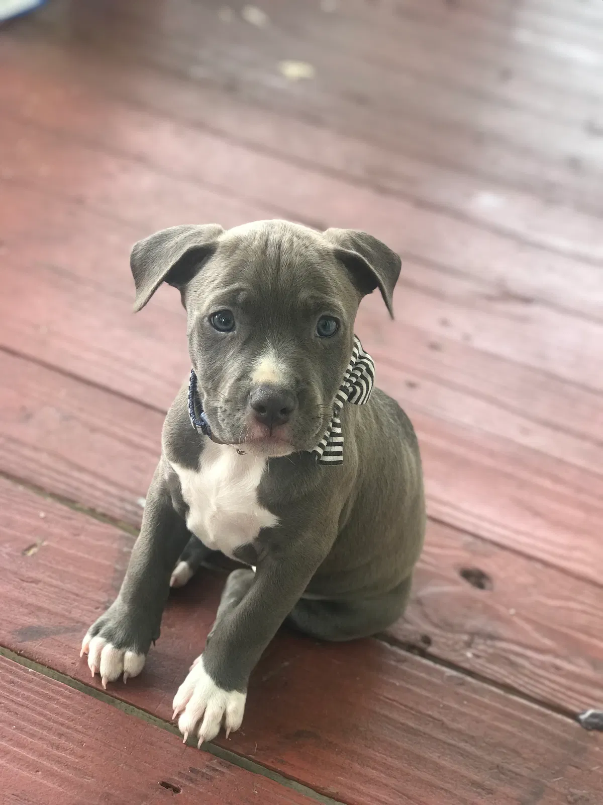 Lost dog in Racine, WI, 53405