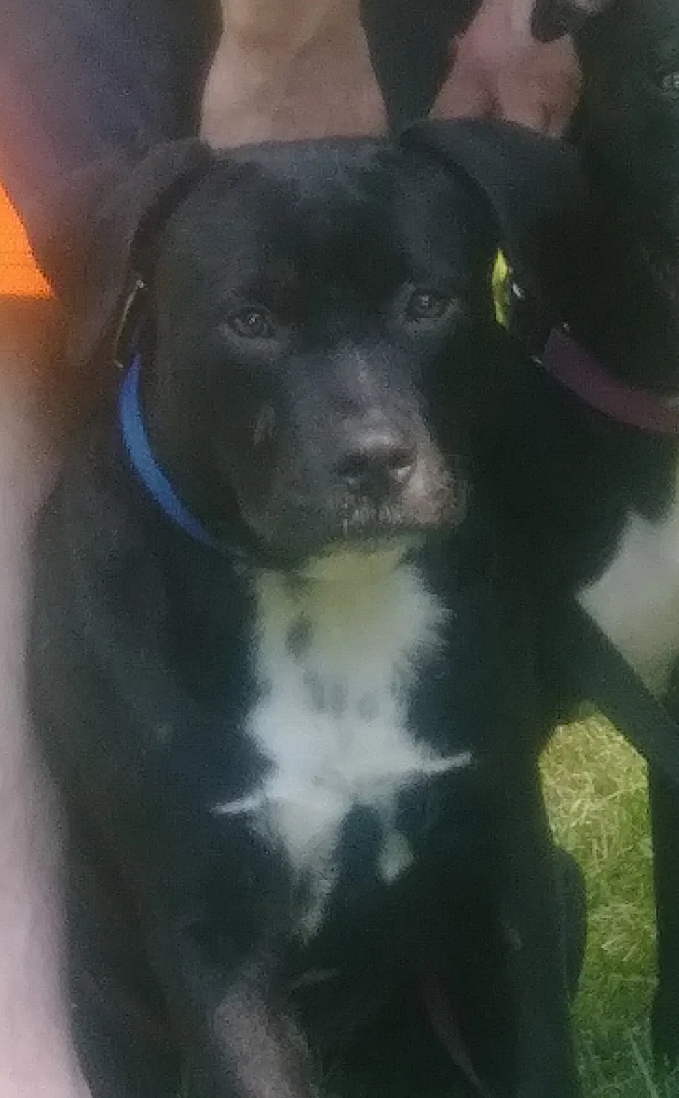 Lost dog in Winston Salem, NC, 27107