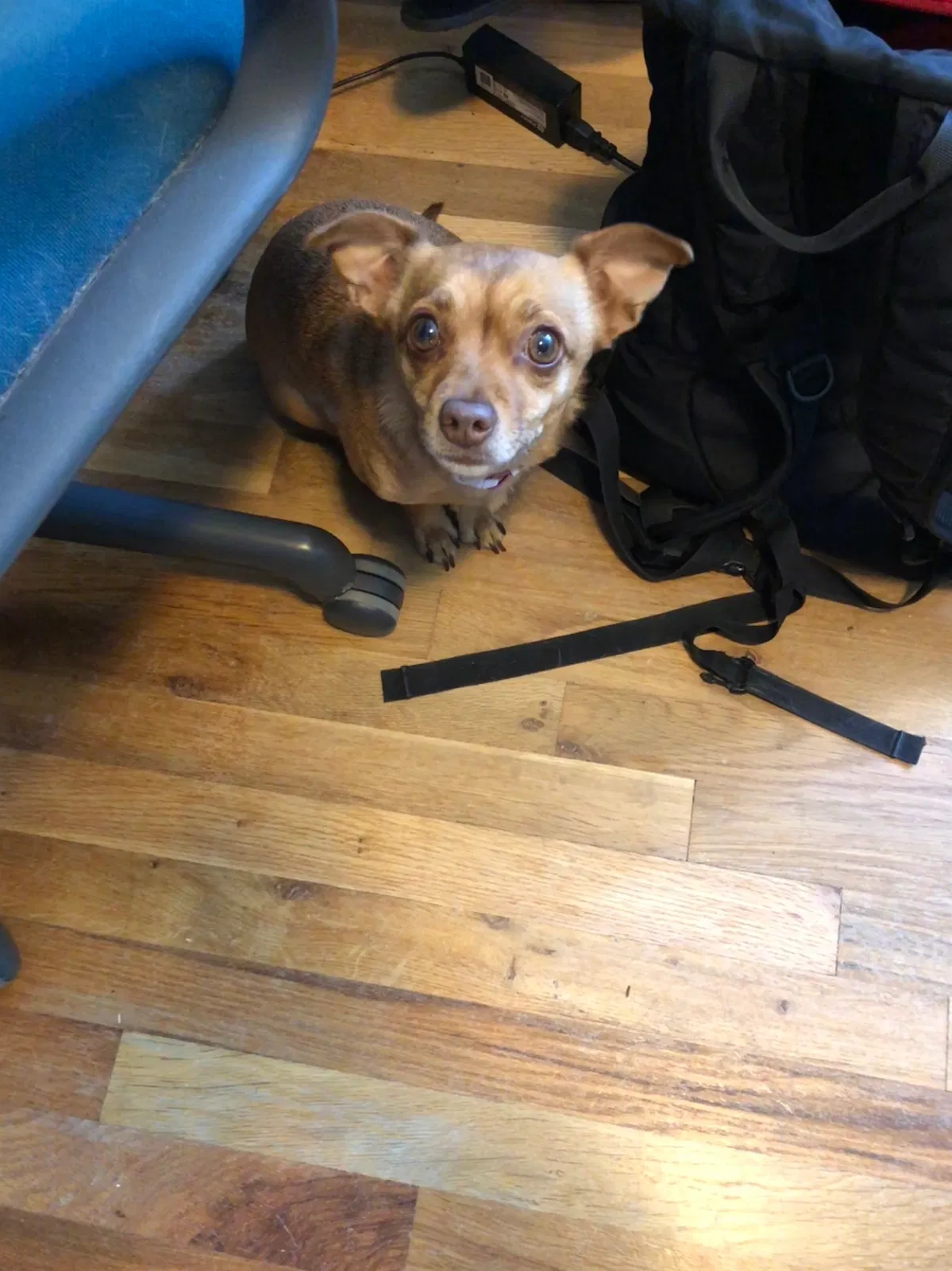 Lost dog in Kennewick, WA, 99336