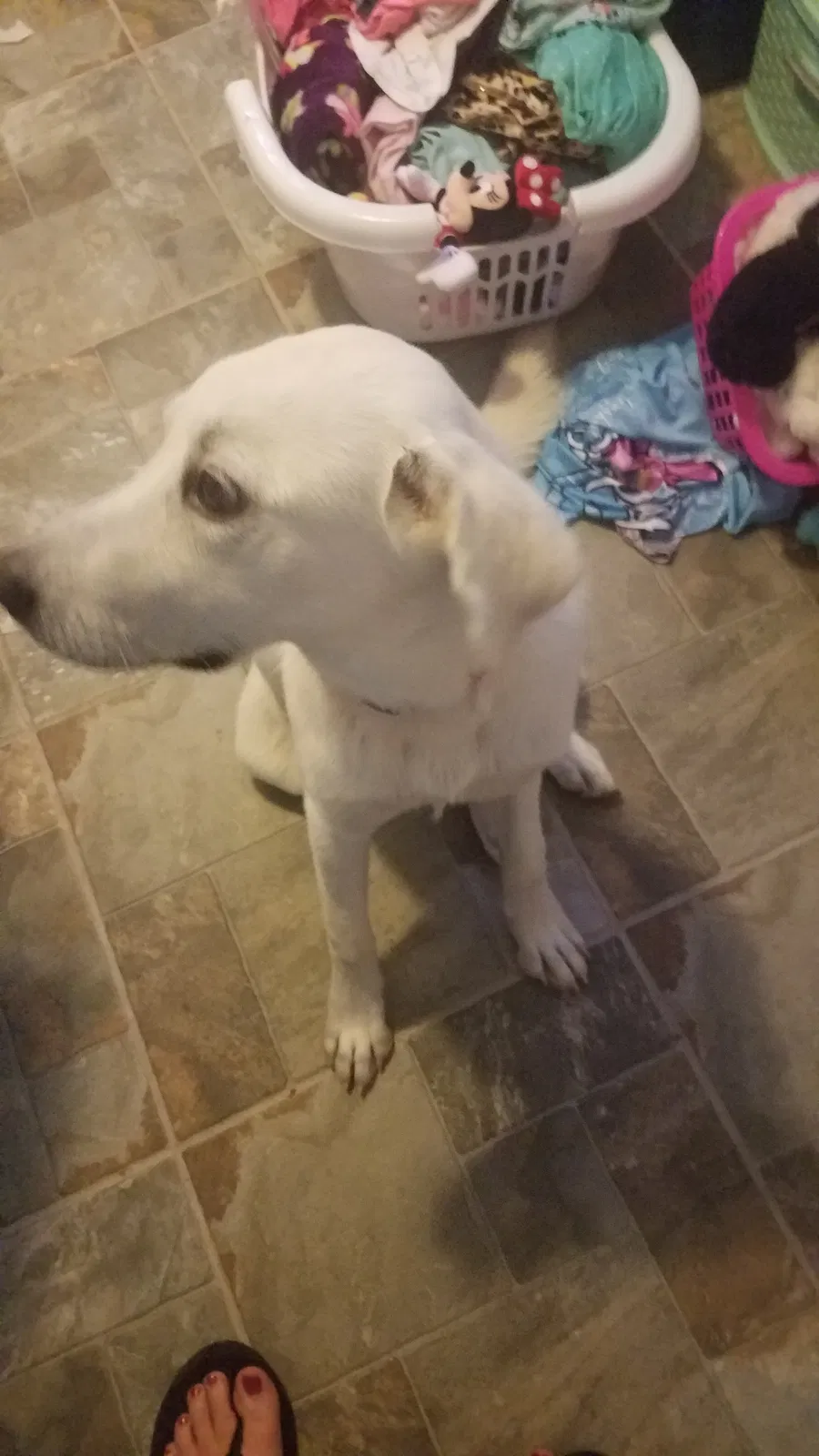 Found dog in Corpus Christi, TX, 78410