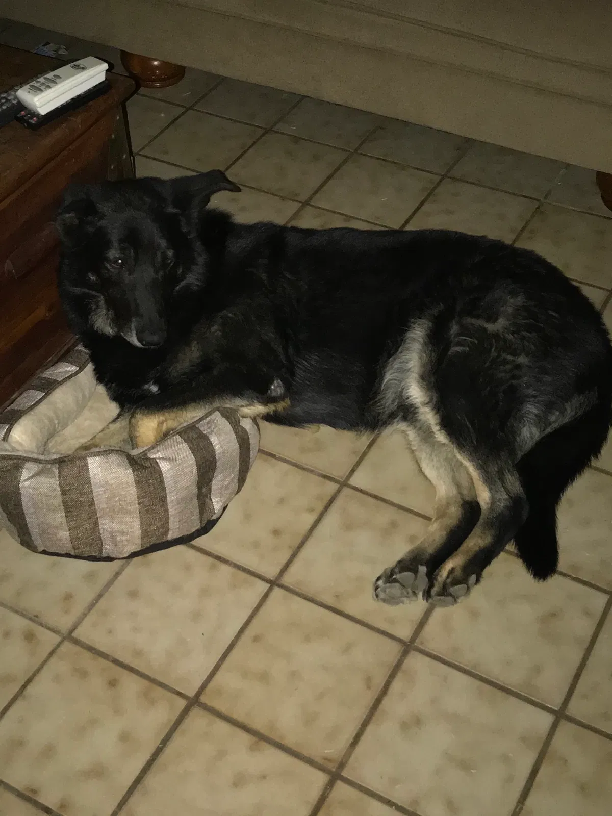 Lost dog in Albuquerque, NM, 87105