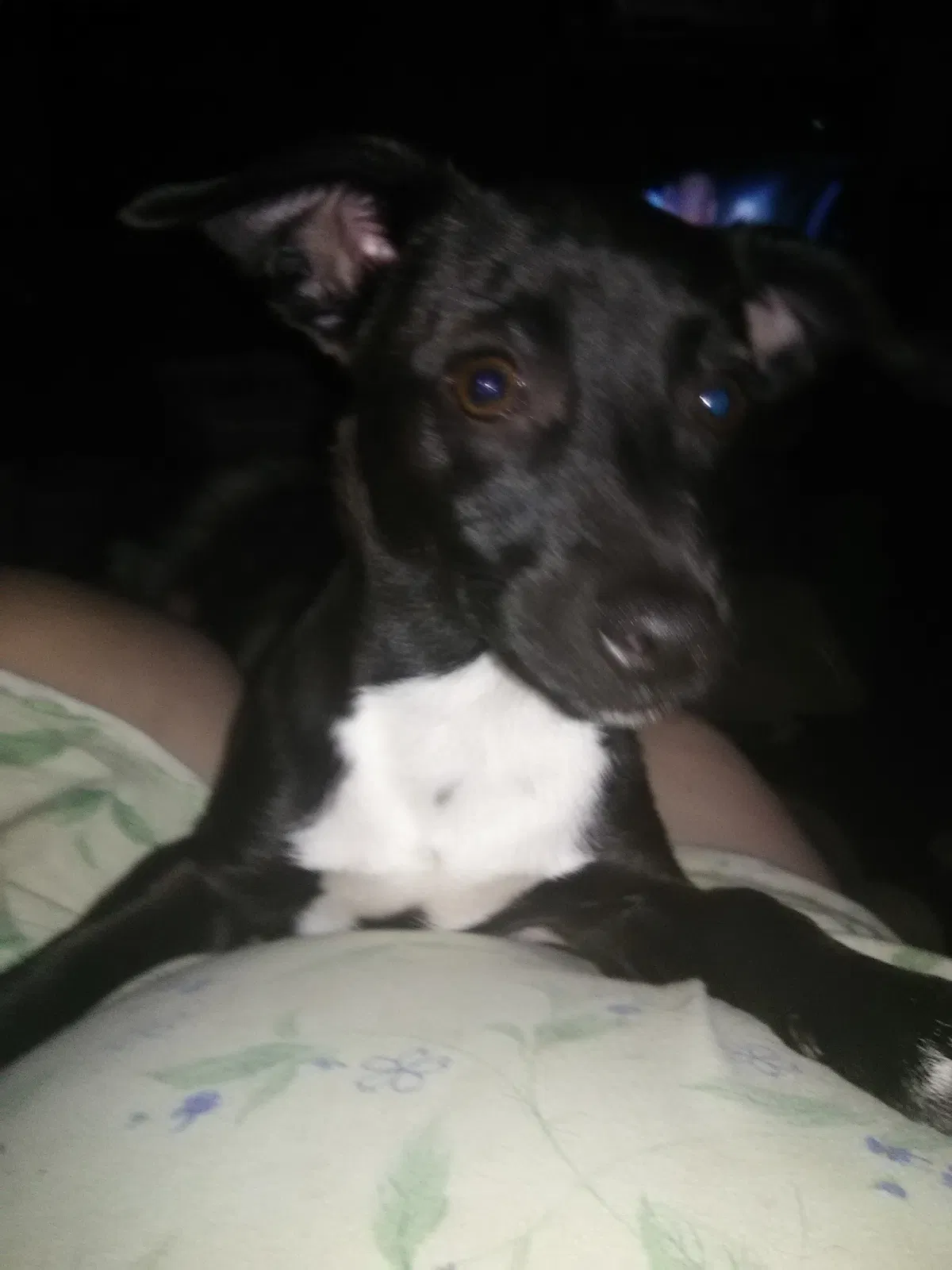 Lost dog in Terre Haute, IN, 47807