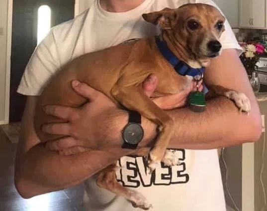 Lost dog in Bastrop, TX, 78602