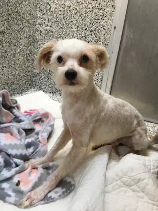 Lost dog in Mc Sherrystown, PA, 17344
