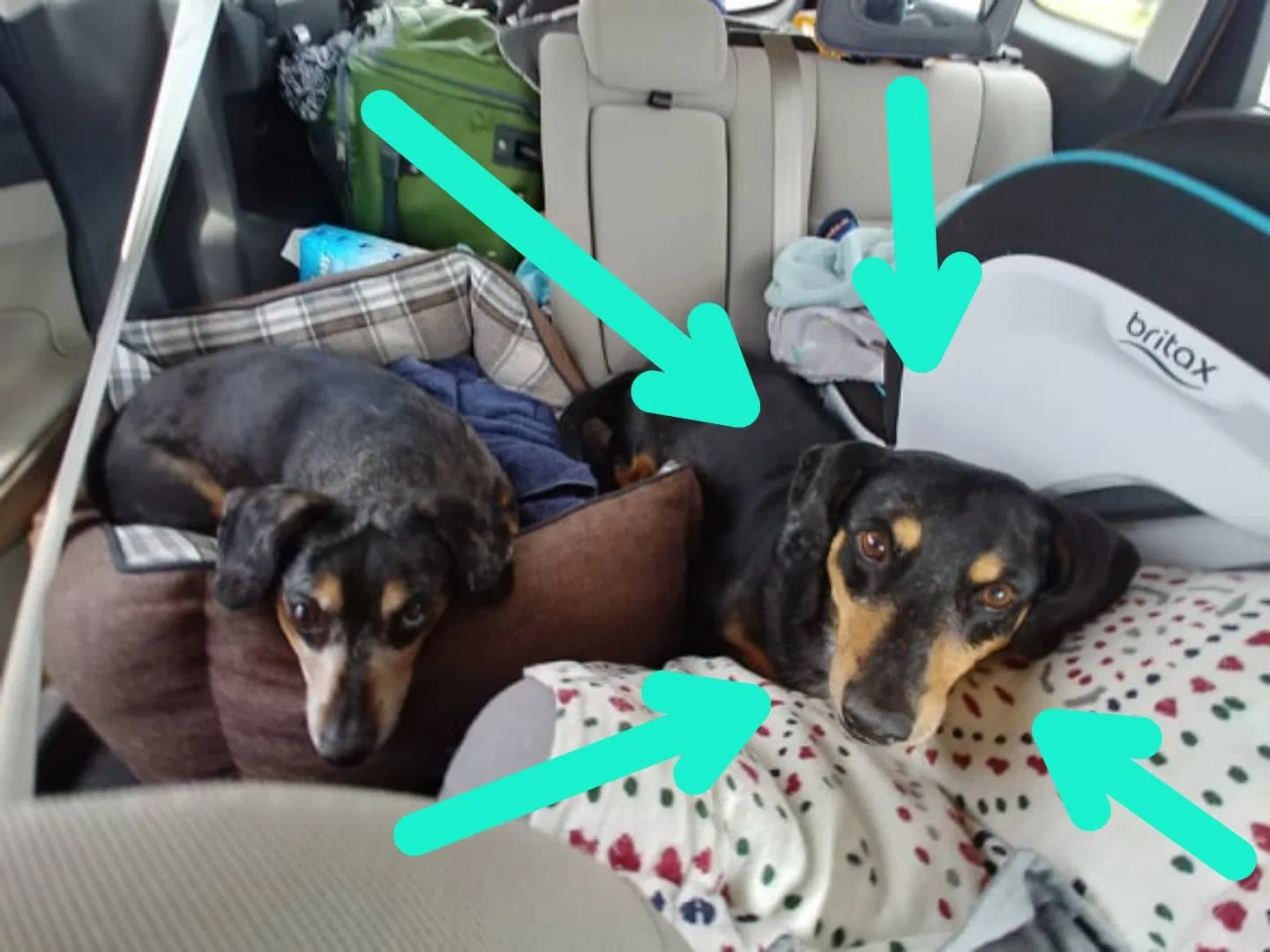 Lost dog in Colorado Springs, CO, 80916