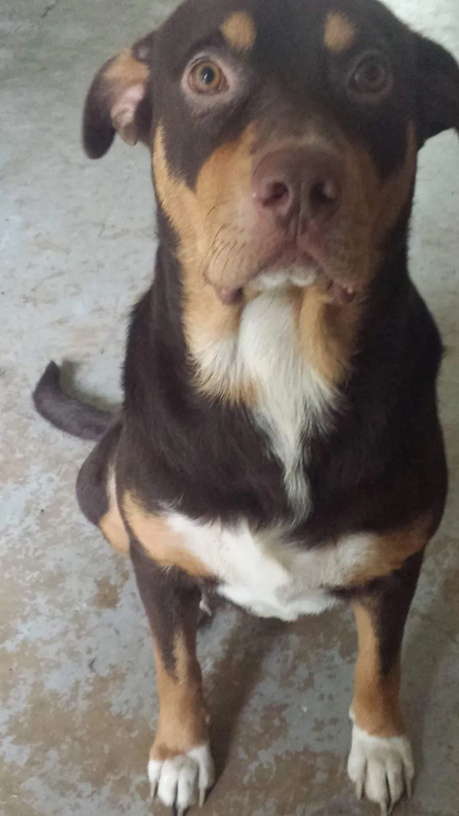 Lost dog in San Antonio, TX, 78233
