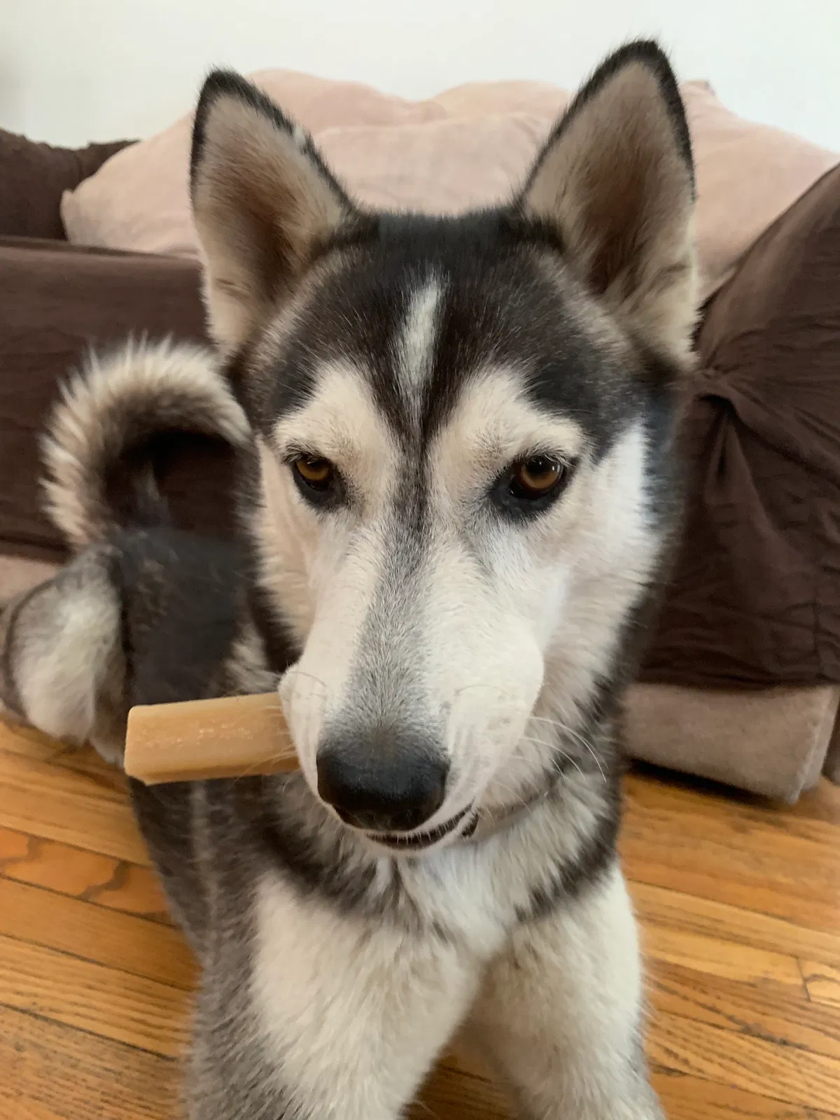 Lost dog in Sylmar, CA, 91342