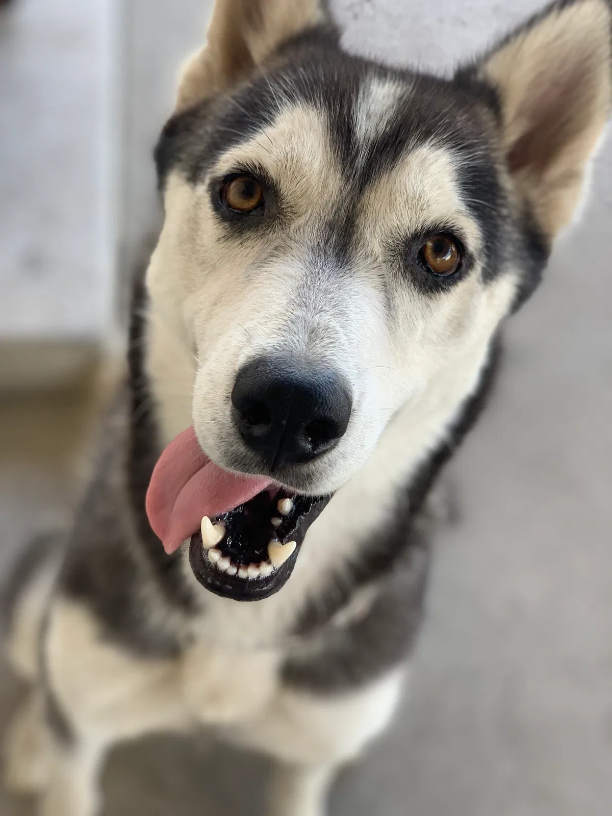 Lost dog in Sylmar, CA, 91342