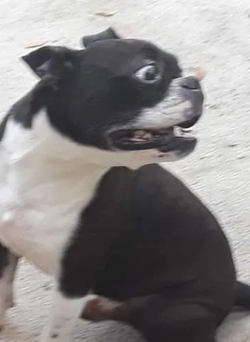 Lost dog in Oviedo, FL, 32765