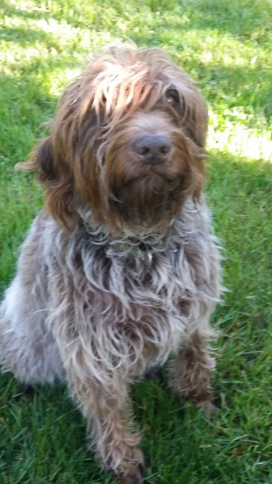 Lost dog in Grants Pass, OR, 97527