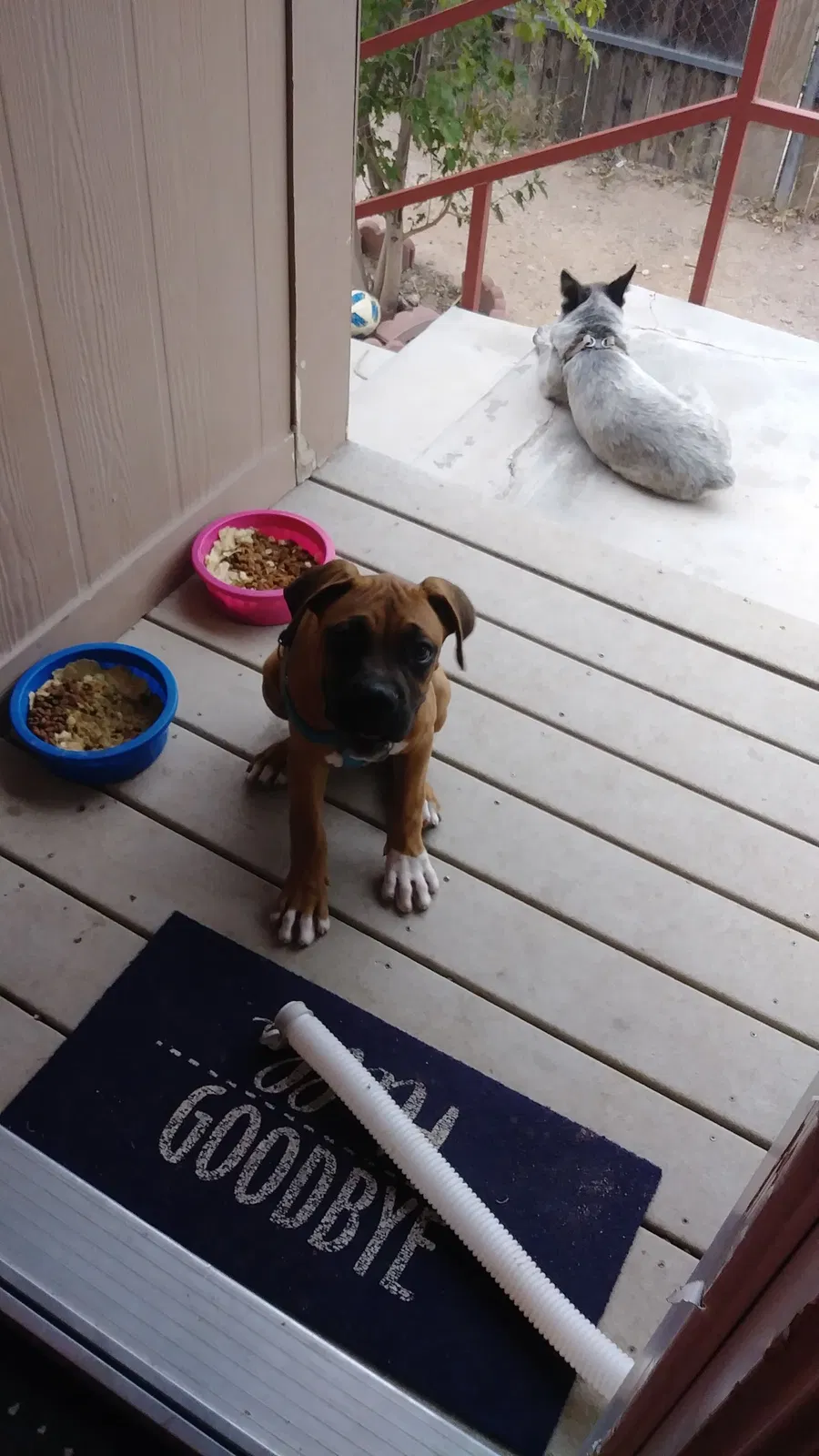 Lost dog in Tucson, AZ, 85706