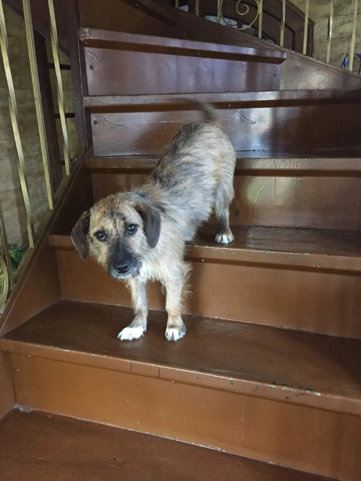 Lost dog in Blue Island, IL, 60406