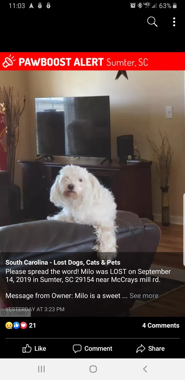 Lost dog in Sumter, SC, 29154