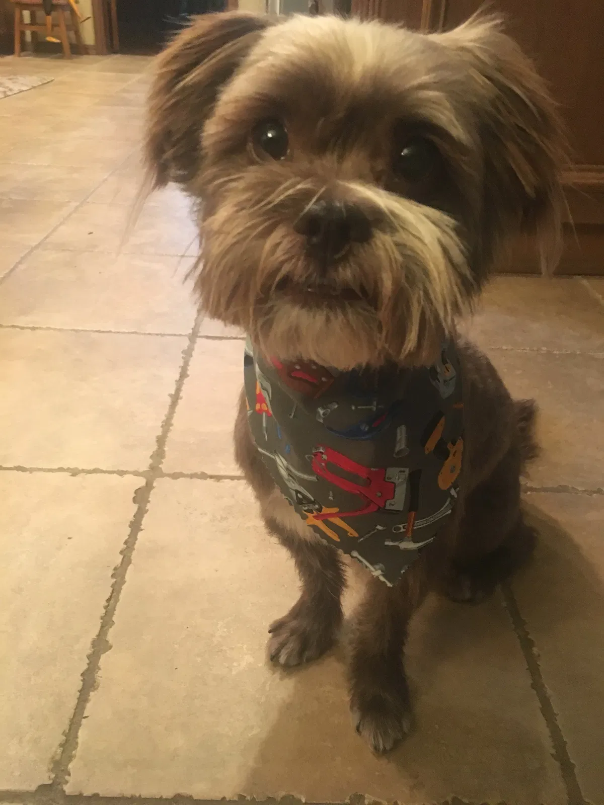 Lost dog in Shawnee, OK, 74804