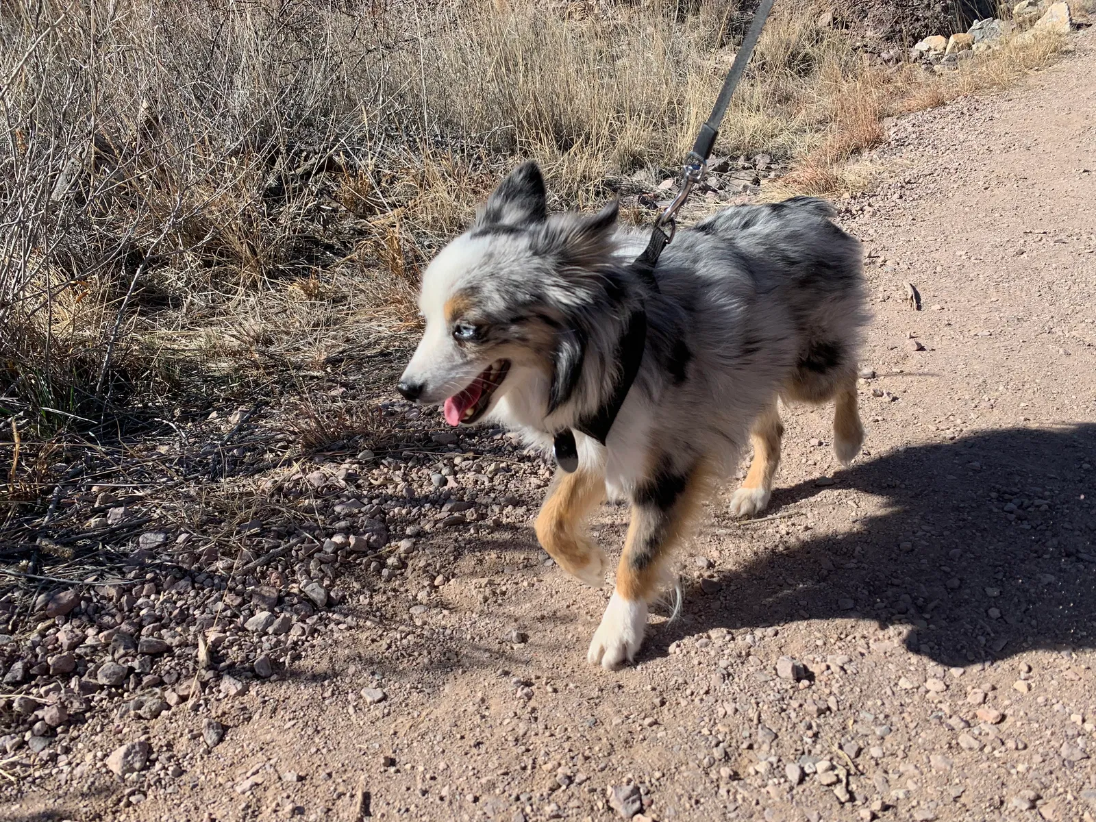 Lost dog in Carlsbad, NM, 88220
