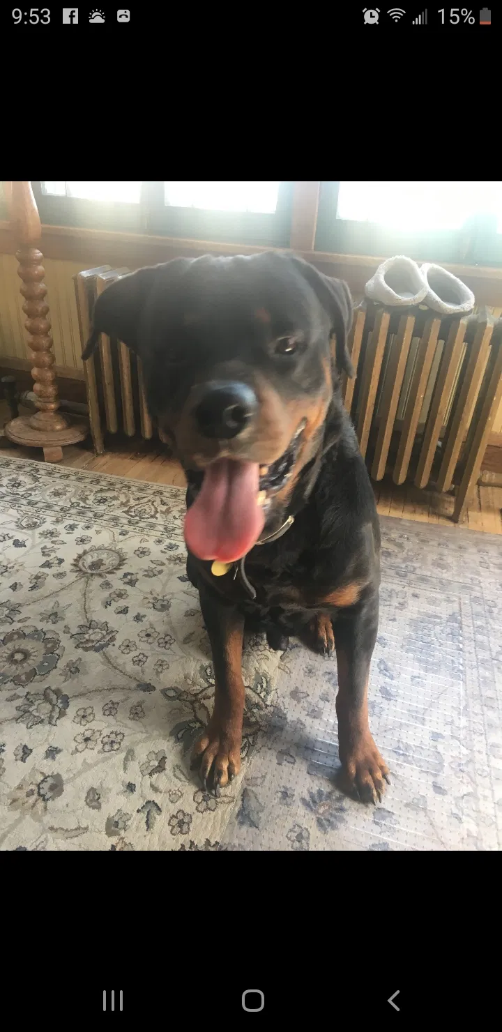 Lost dog in Minneapolis, MN, 55411