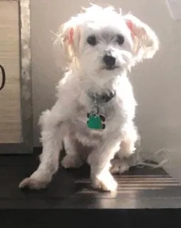 Lost dog in Pflugerville, TX, 78660