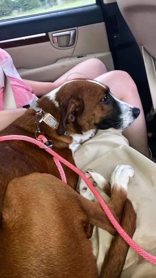 Lost dog in Wichita, KS, 67206