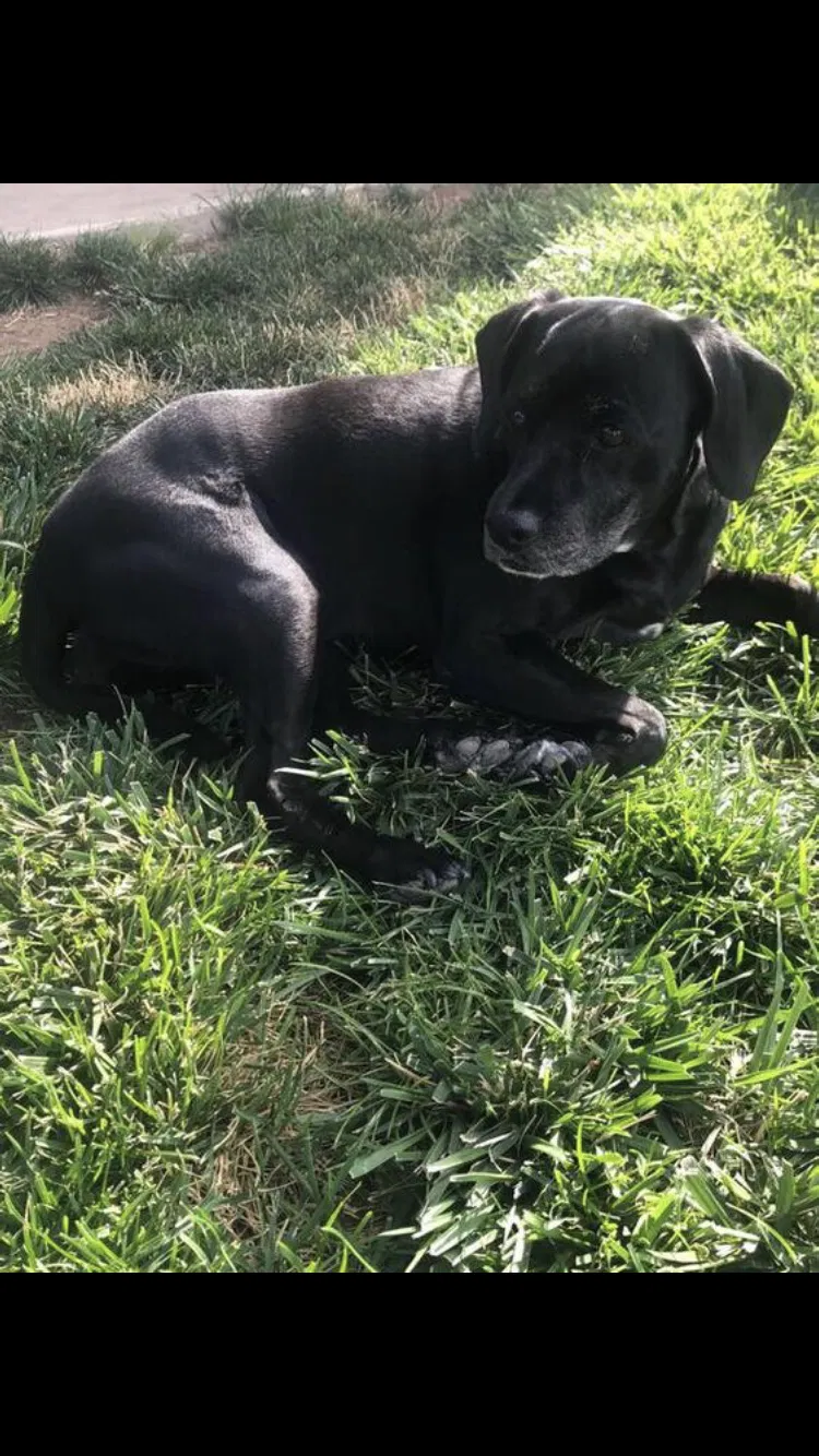 Lost dog in Albuquerque, NM, 87120