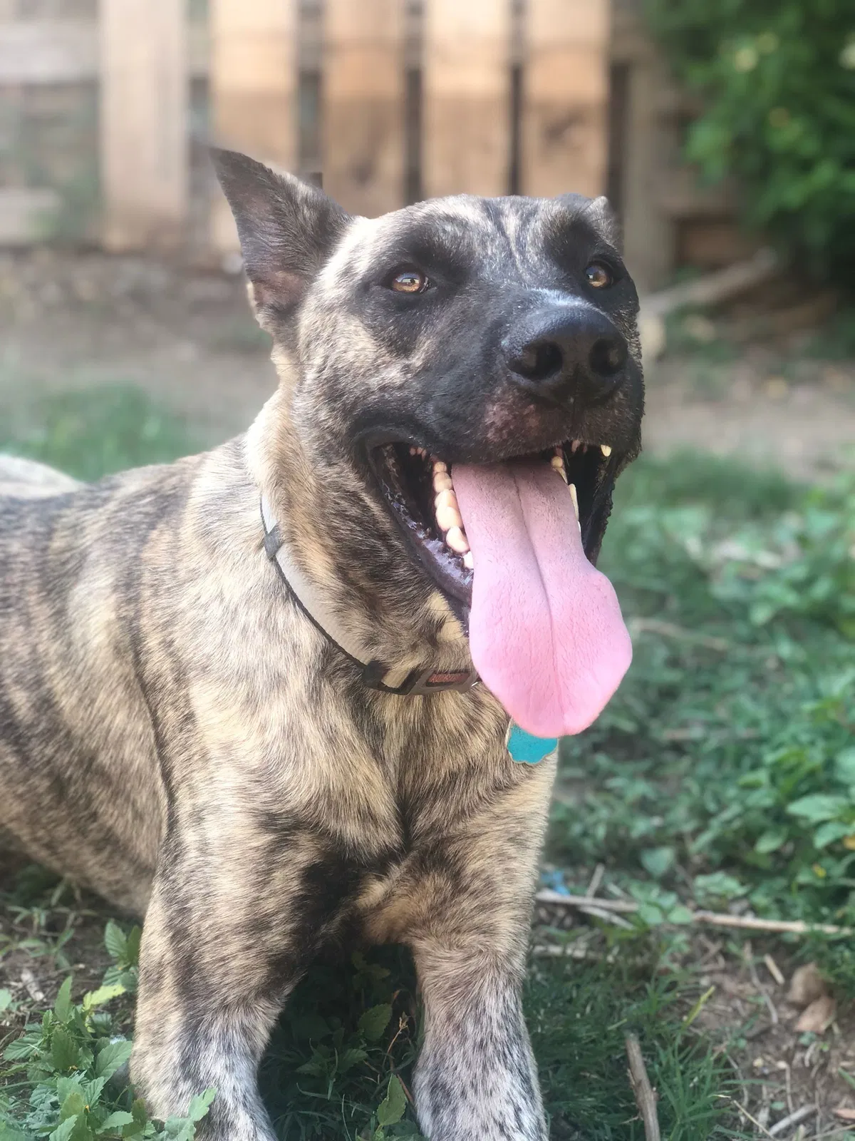 Lost dog in San Antonio, TX, 78249