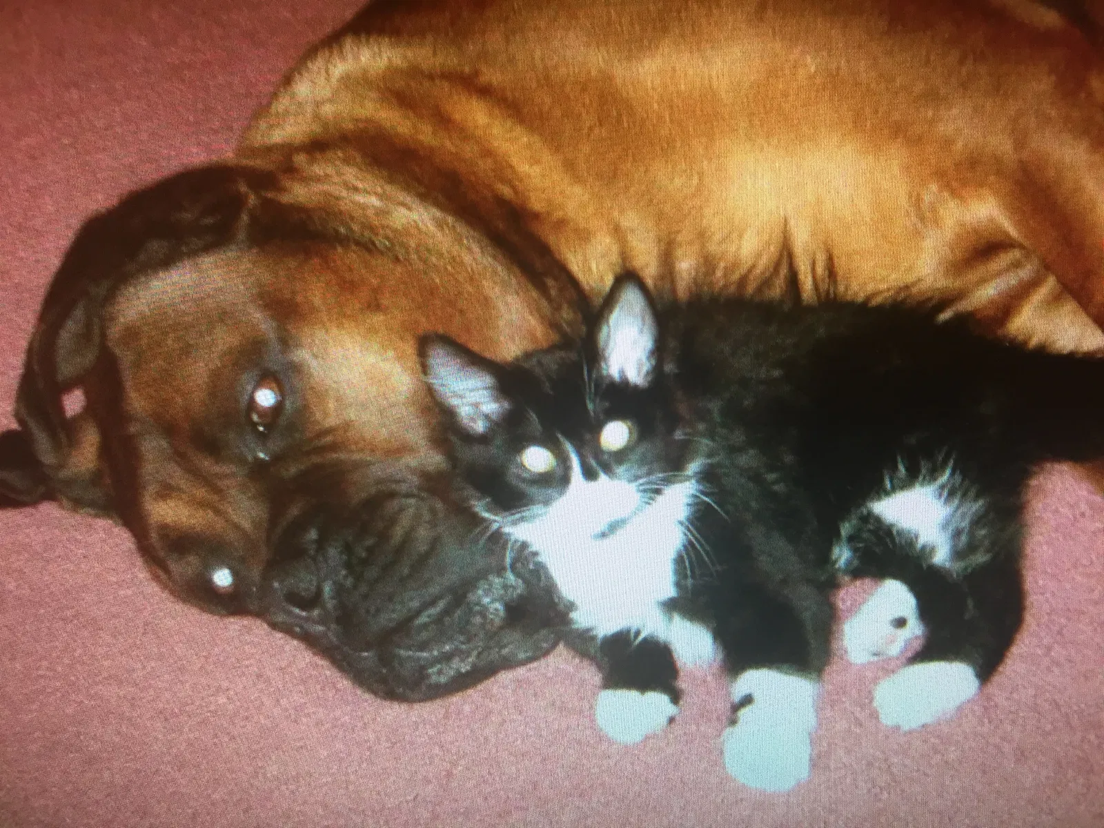 Lost cat in Greeley, CO, 80634