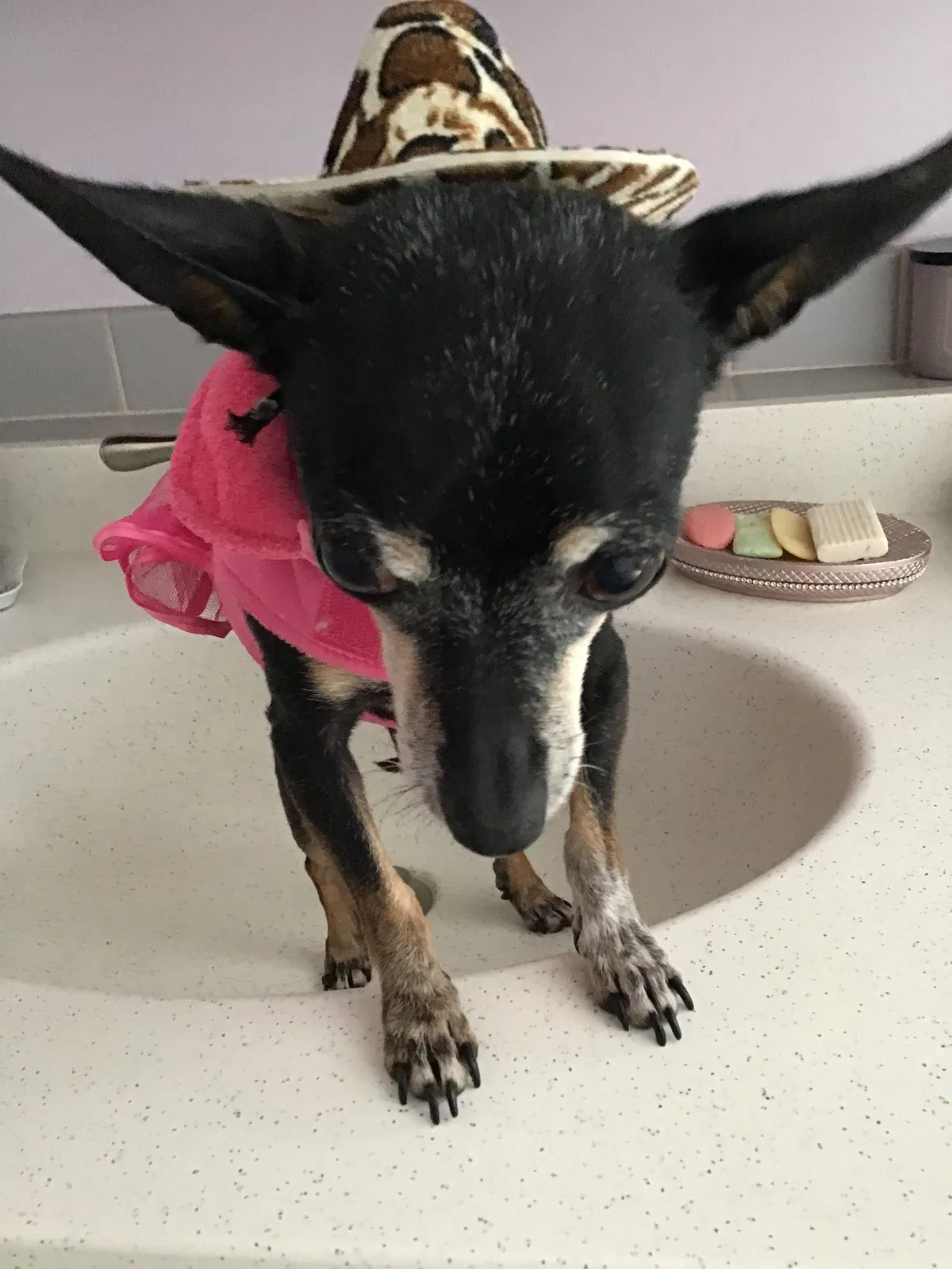 Lost dog in Hernandez, NM, 87537