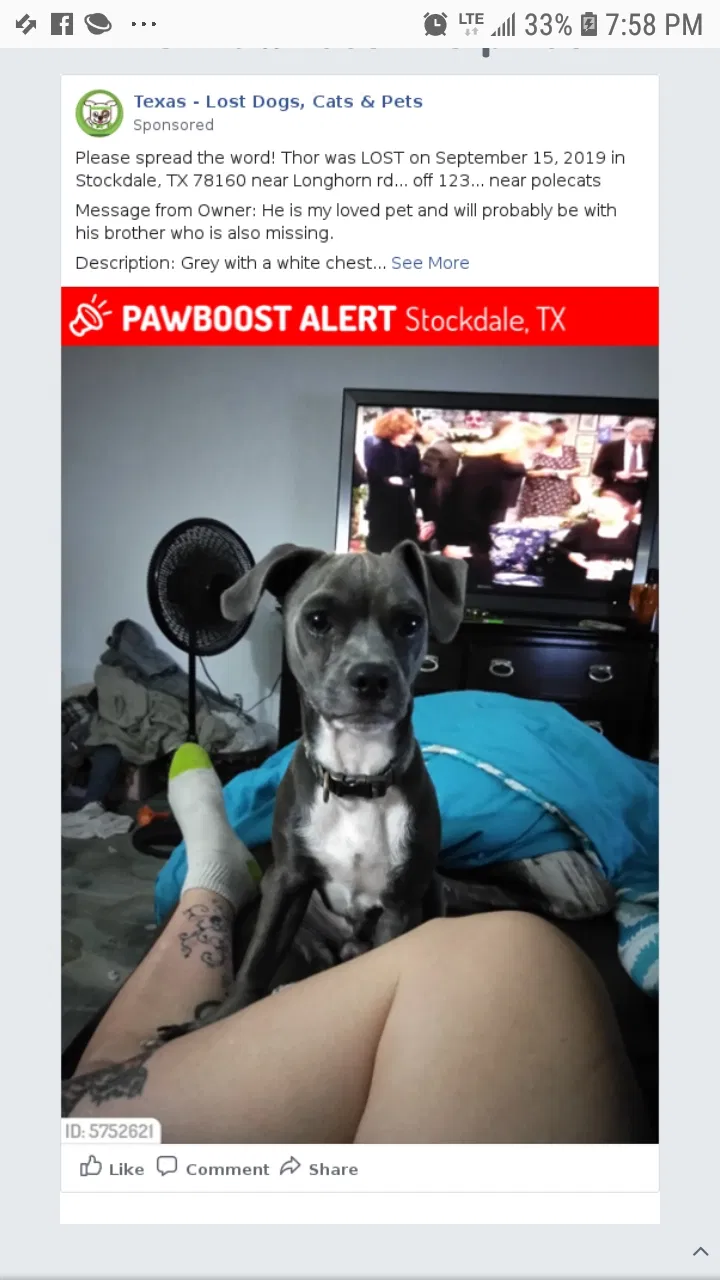 Lost dog in Stockdale, TX, 78160